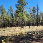 Review photo of Dogtown Lake Campground And Group by Tony B., July 1, 2023