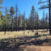 Review photo of Dogtown Lake Campground And Group by Tony B., July 1, 2023