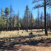 Review photo of Dogtown Lake Campground And Group by Tony B., July 1, 2023