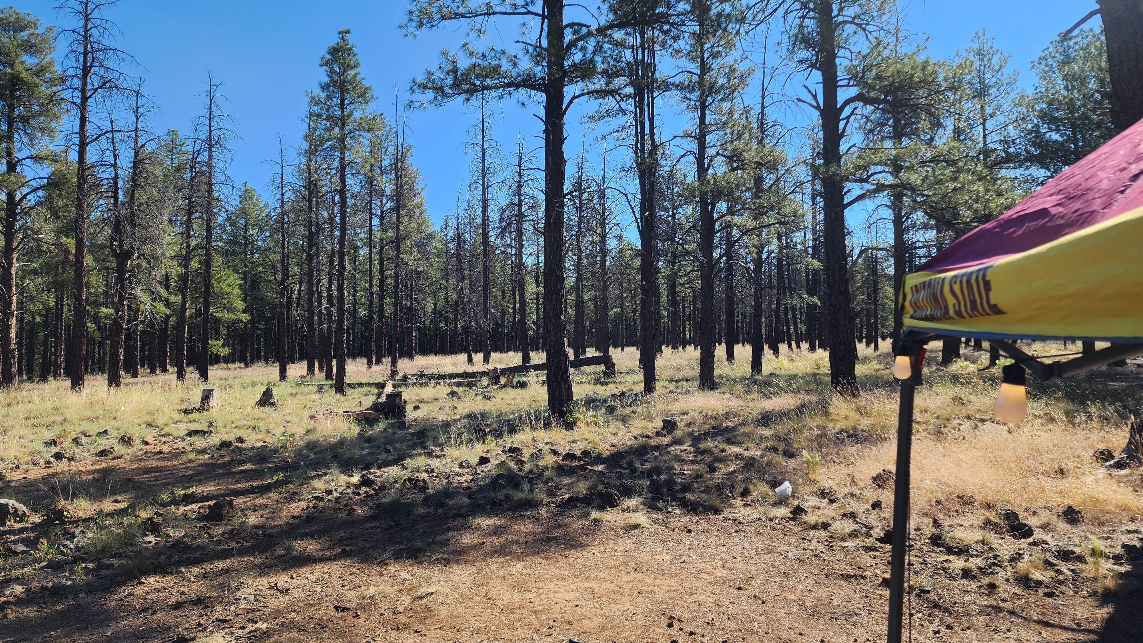 Tony B.'s photo at Dogtown Lake Campground And Group near Parks, AZ