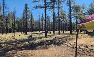 Tony B.'s photo at Dogtown Lake Campground And Group near Parks, AZ