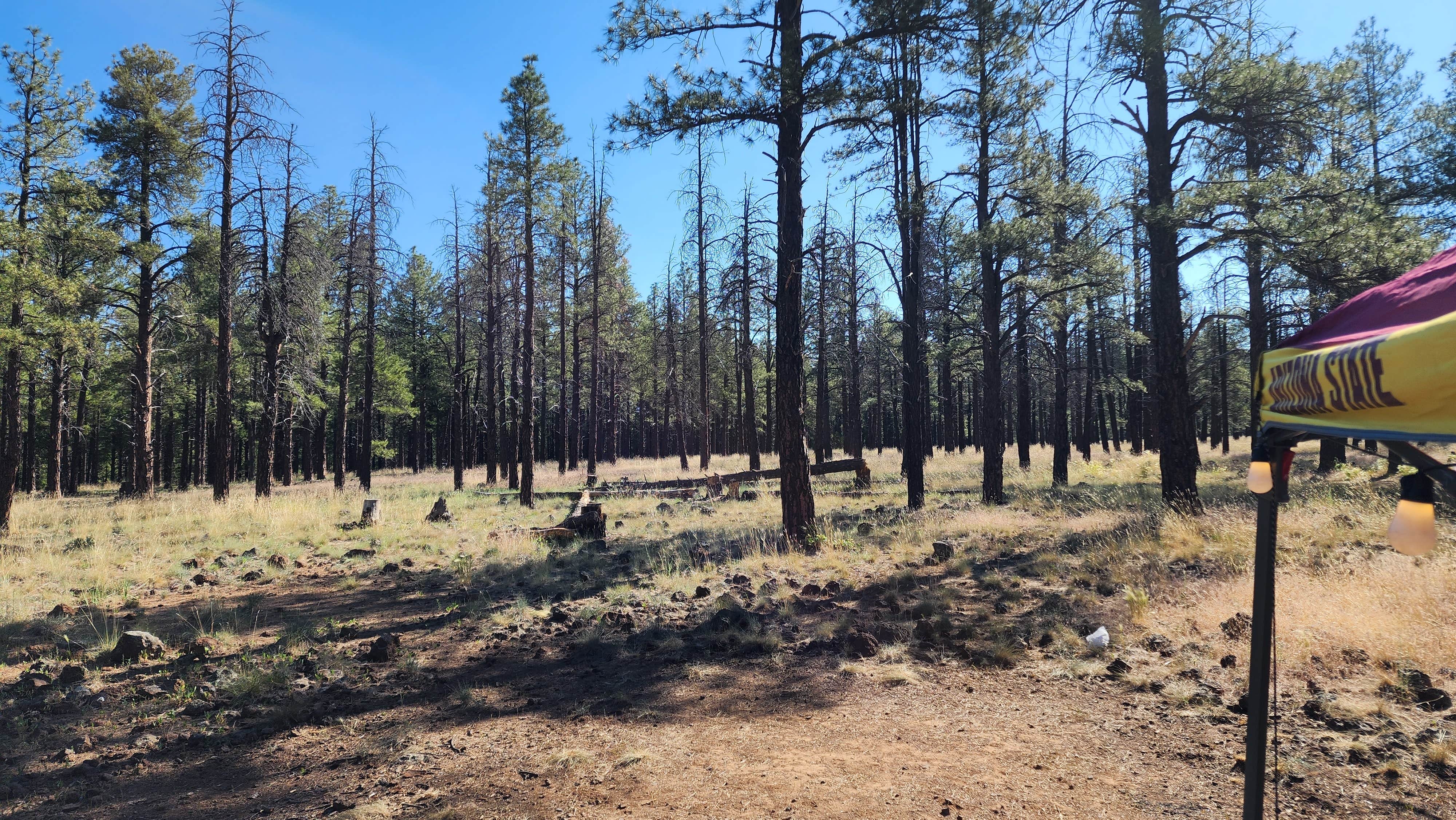 Tony B.'s photo at Dogtown Lake Campground And Group near Williams, AZ