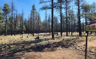 Tony B.'s photo at Dogtown Lake Campground And Group near Williams, AZ
