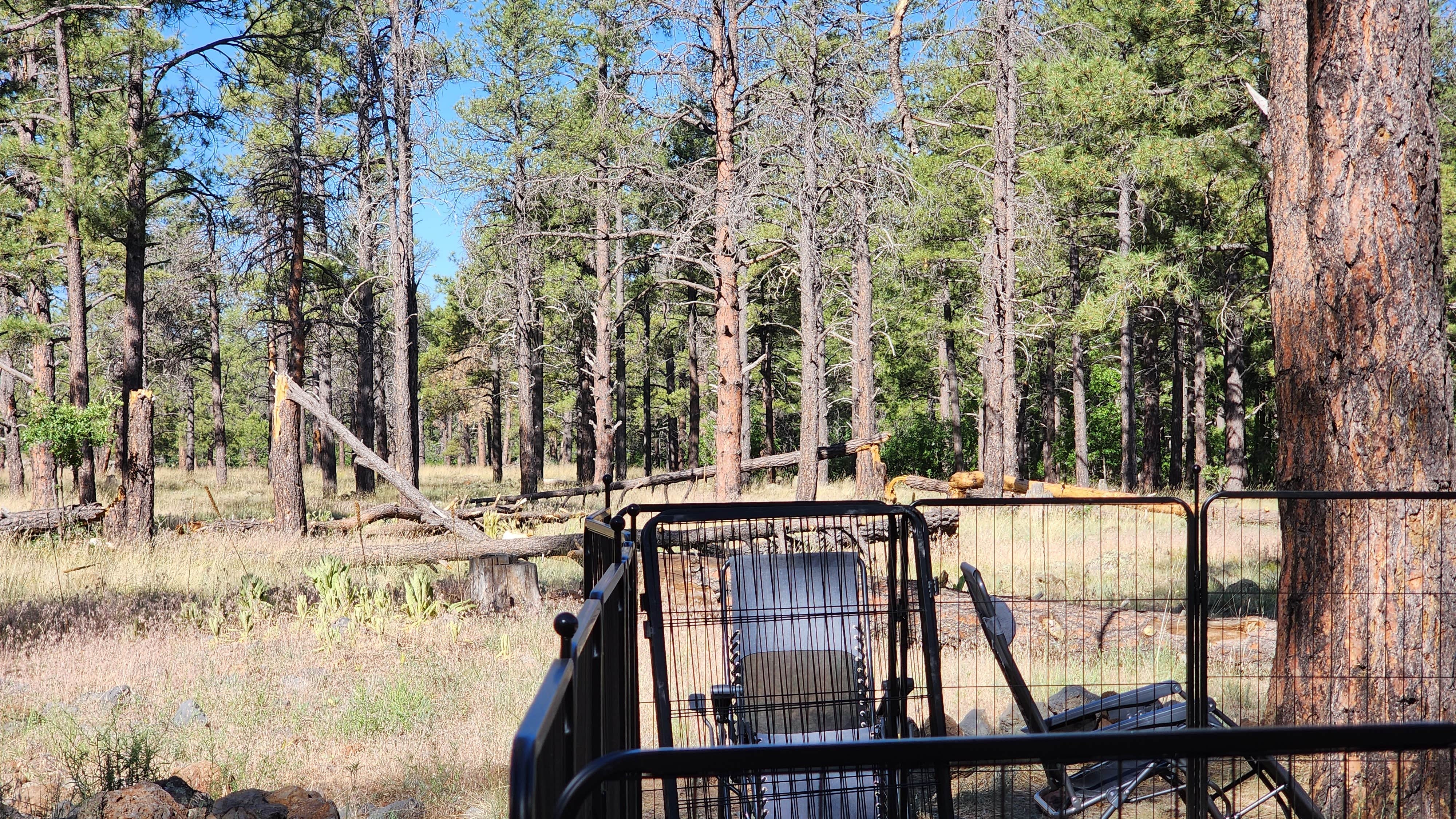 Tony B.'s photo of camping with pets at Dogtown Lake Campground And Group near Williams, AZ