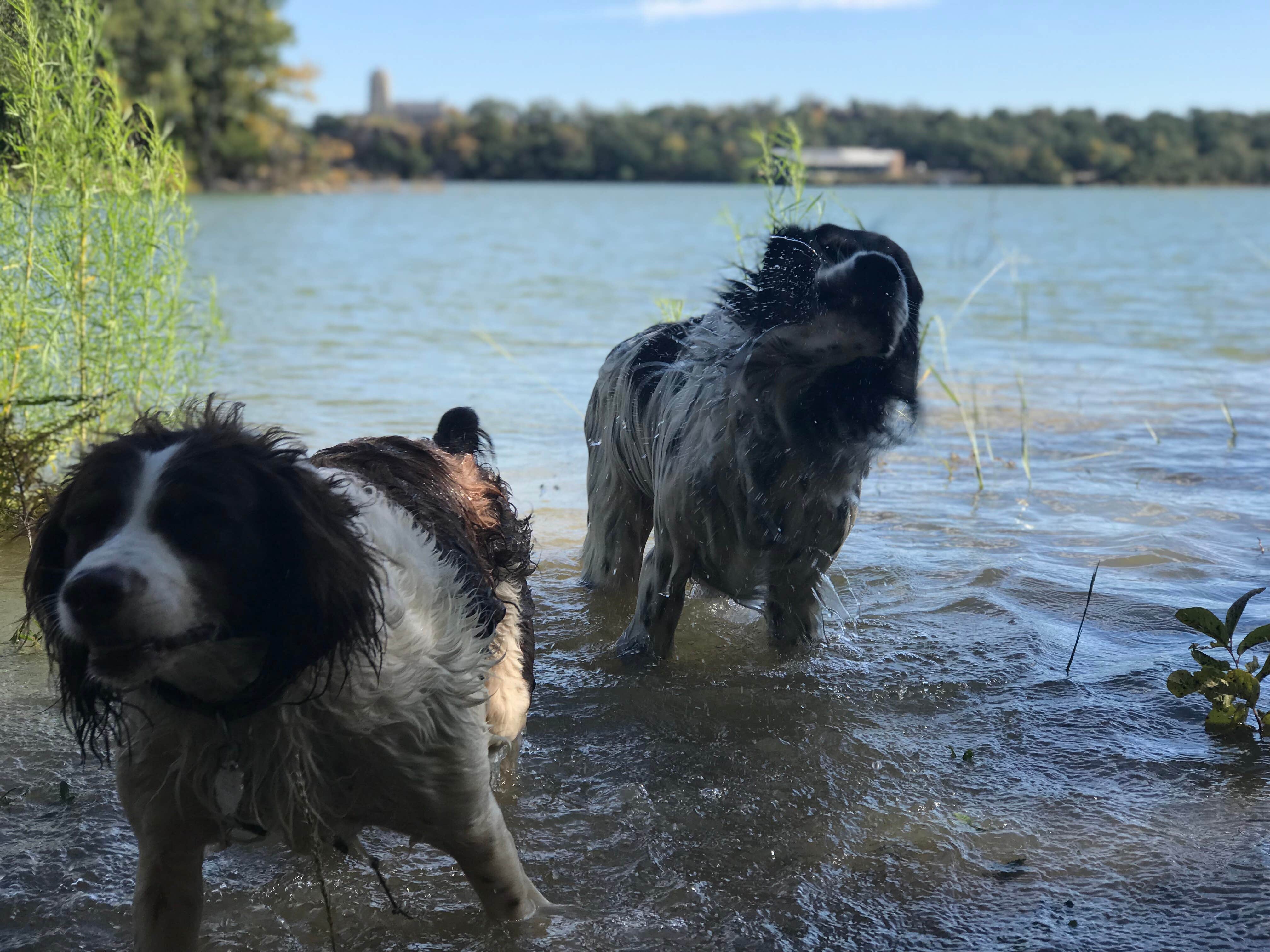 Kristen V.'s photo of camping with pets at Buzzards Roost — Lake Murray State Park near Marietta, OK