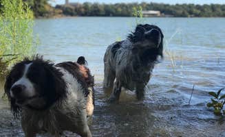 Kristen V.'s photo of camping with pets at Buzzards Roost — Lake Murray State Park near Lake Texoma