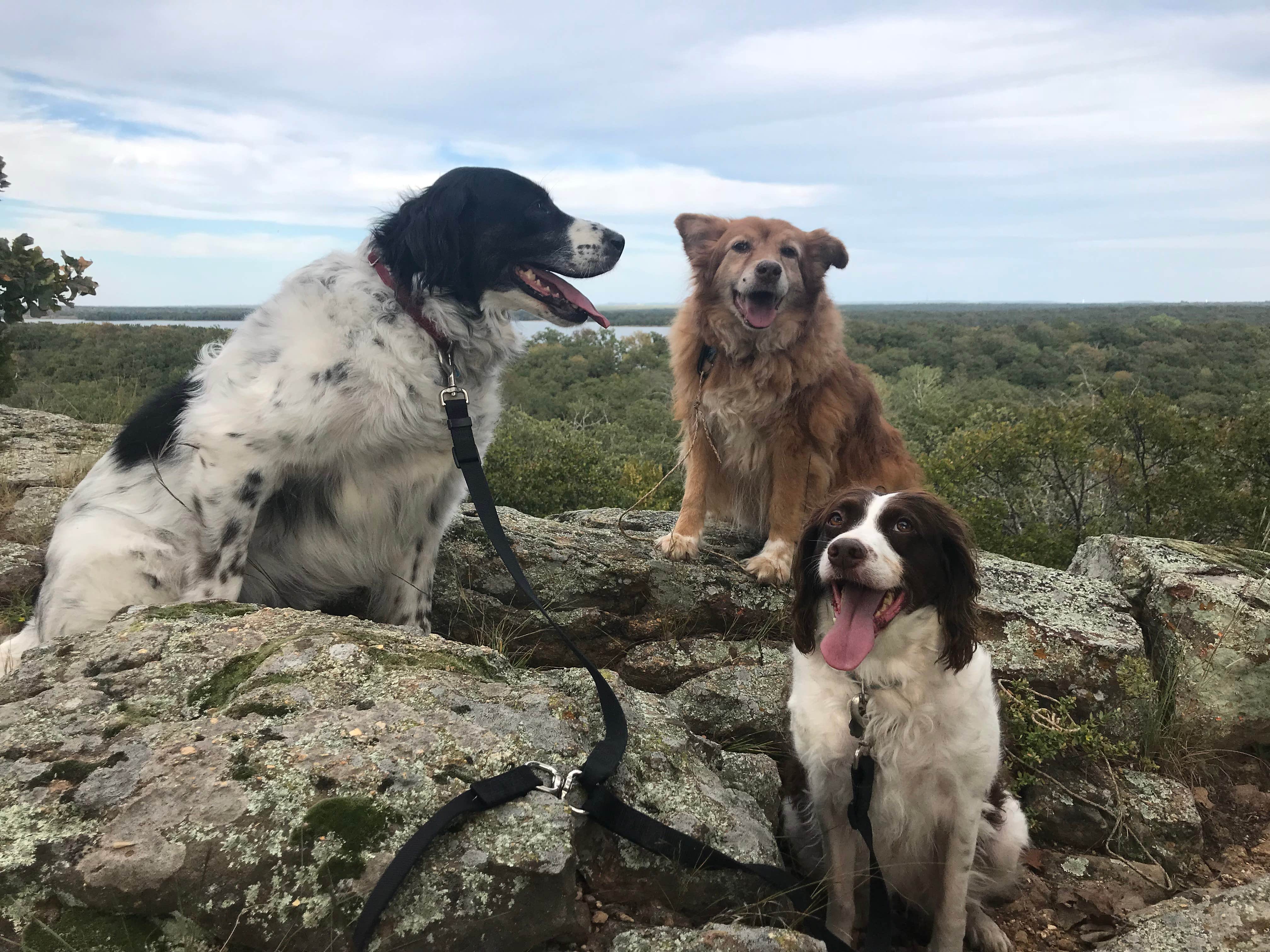 Kristen V.'s photo of camping with pets at Buzzards Roost — Lake Murray State Park near Marietta, OK