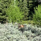 Review photo of Paiute Campground — Fishlake National Forest by John C., July 1, 2023