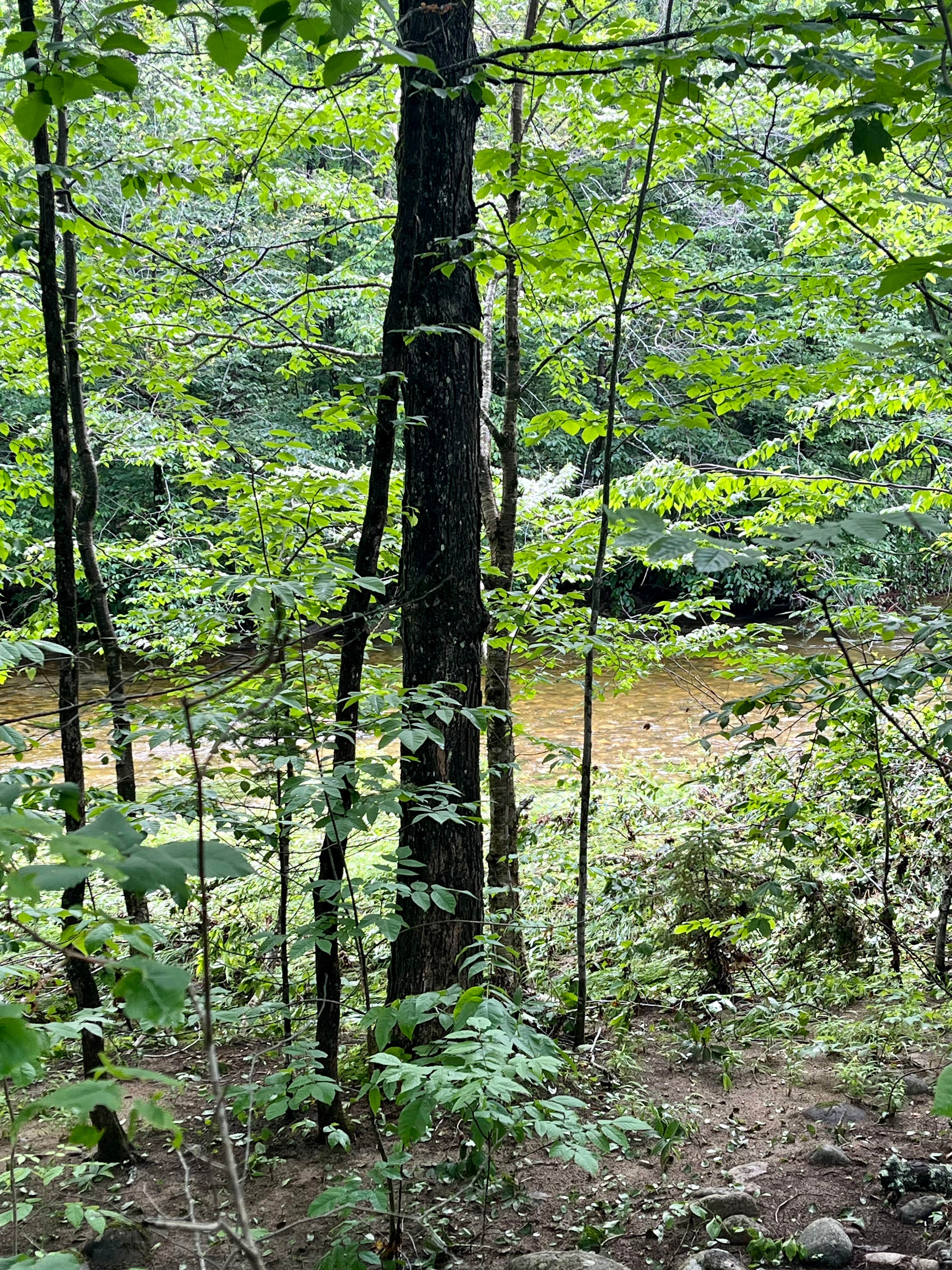 Camping near Stony Brook Recreation and Campground: Hastings Campground, Gilead, Maine