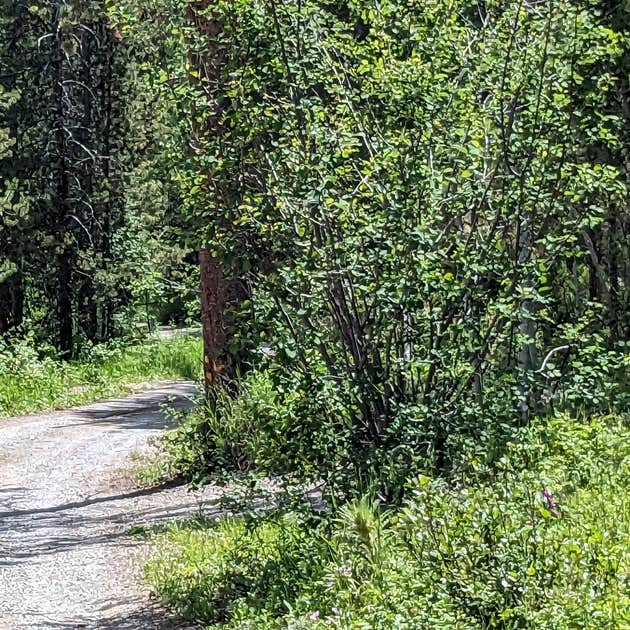 Allred Flat Camping Afton, WY