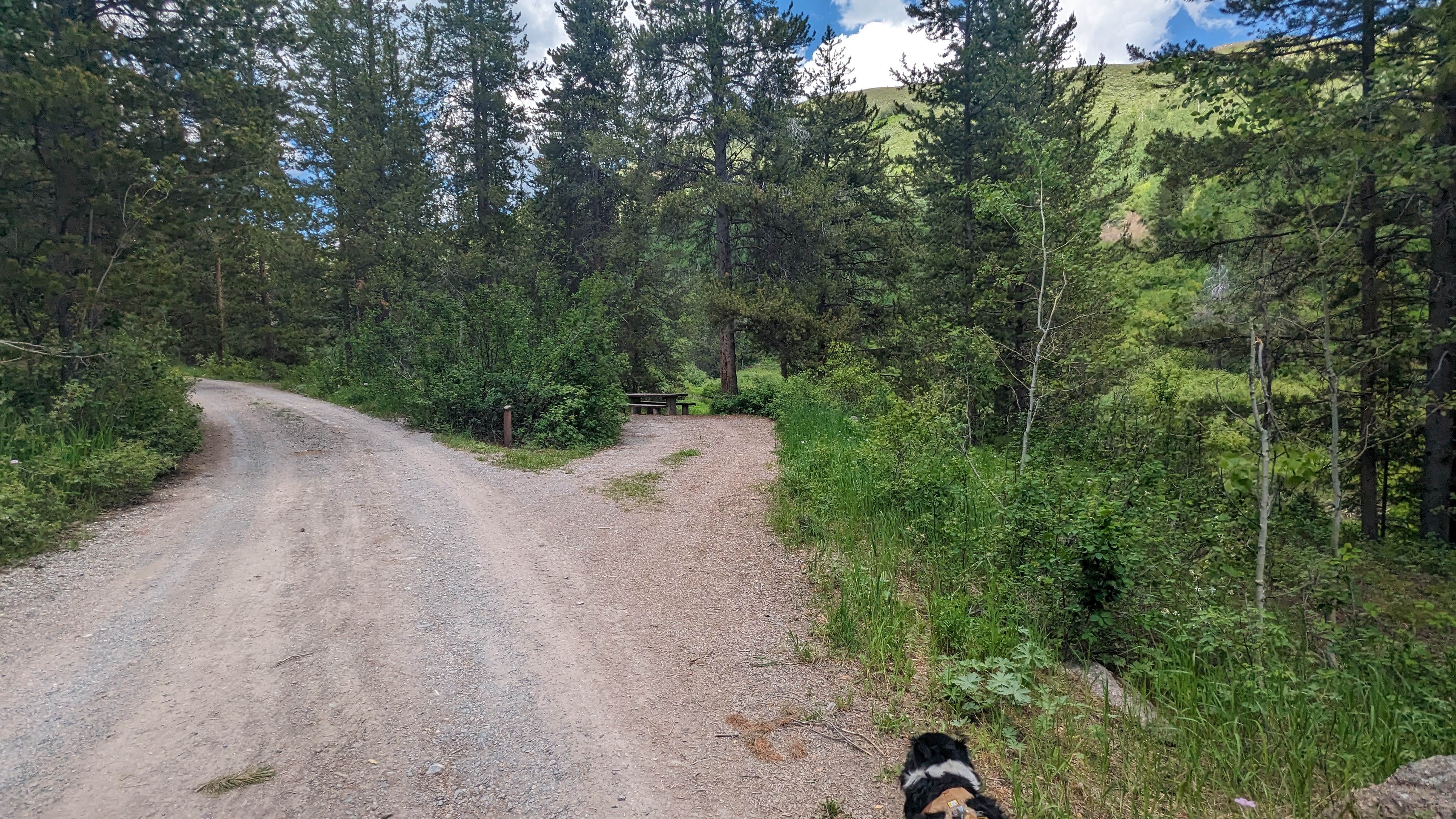 Greg L.'s photo of camping with pets at Allred Flat near Big Piney, WY