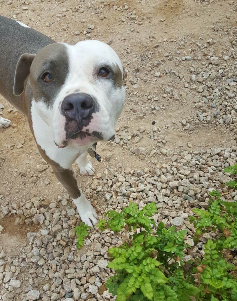 Ash's photo of camping with pets at Mammoth Creek RV Resort near Panguitch, UT