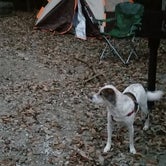 Review photo of Edgar Evins State Park Campground by Ryan T., October 21, 2018