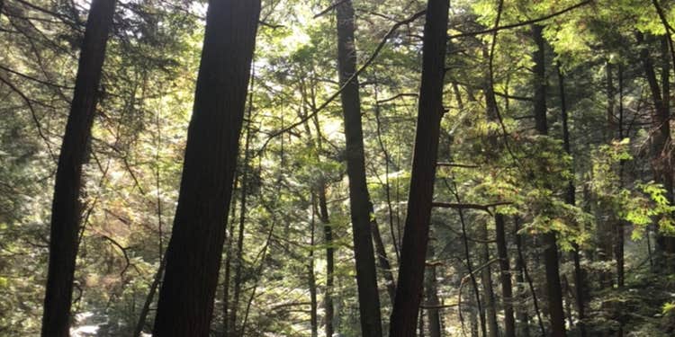 Camper submitted image from Lizzy’s Acres