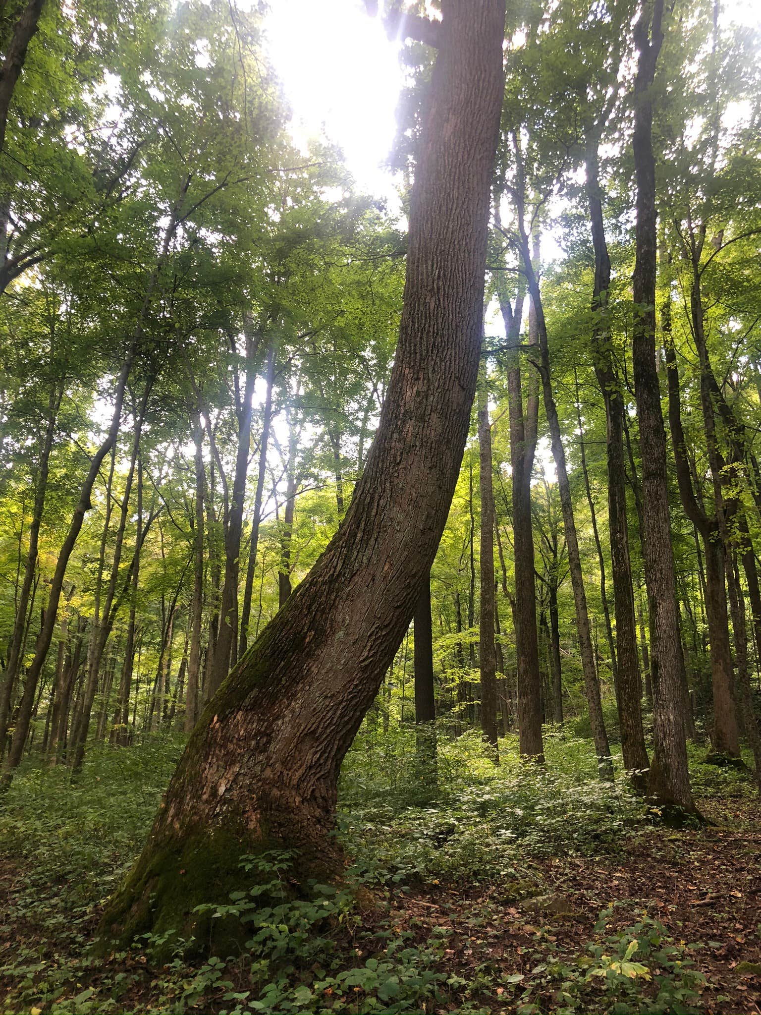 Camper-submitted photo at Lizzy’s Acres near Lockbourne, OH