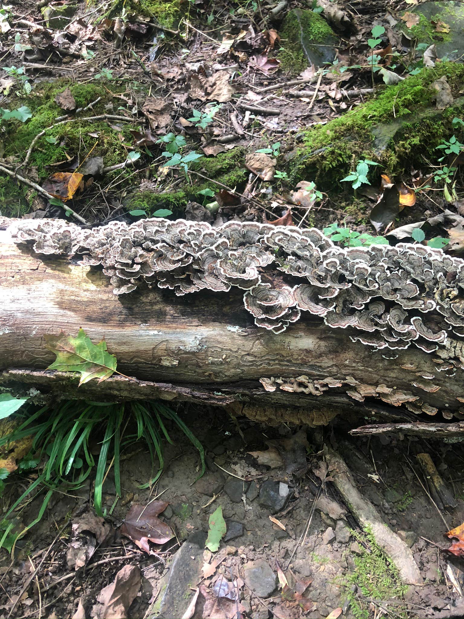 Camper-submitted photo at Lizzy’s Acres near Lockbourne, OH