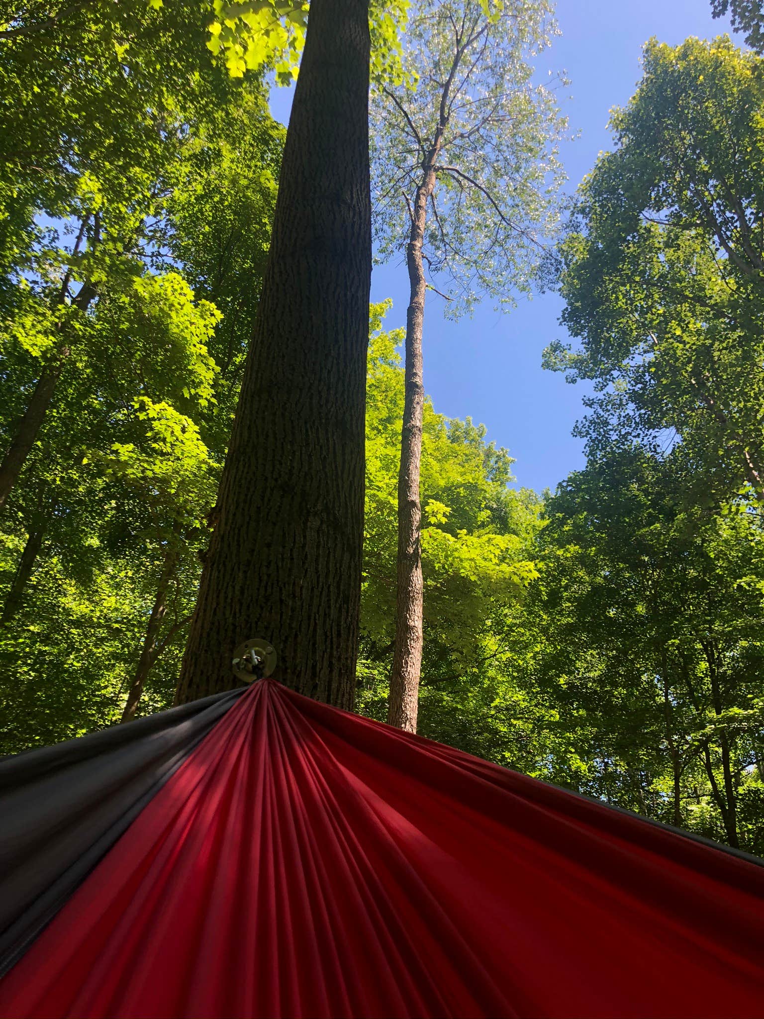 Liz M.'s photo of tent camping at Lizzy’s Acres near Lockbourne, OH