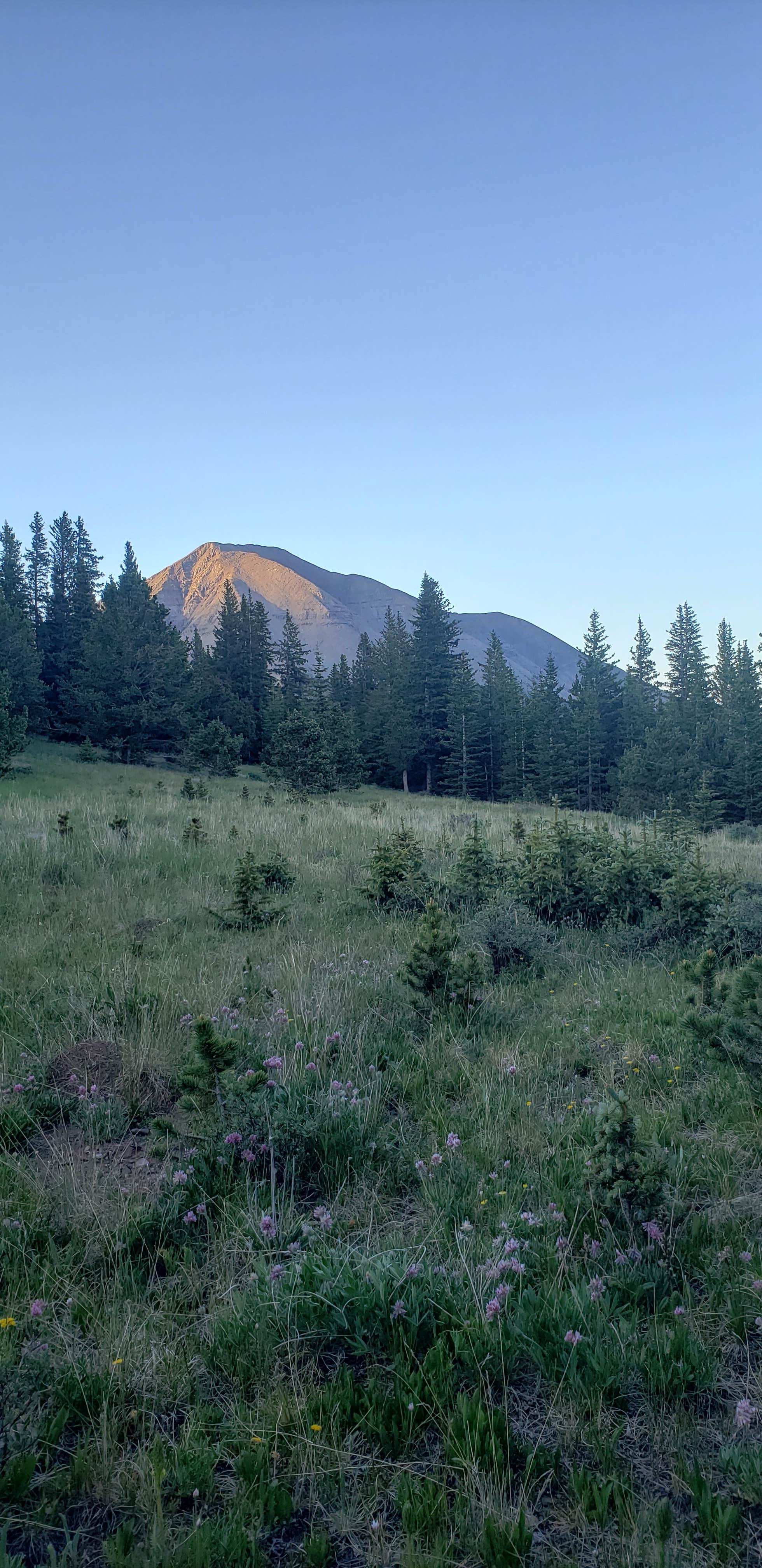 Camper-submitted photo at Cordova Pass near La Veta, CO