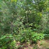 Review photo of Castle Mound Campground — Black River State Forest by Scott S., July 2, 2023