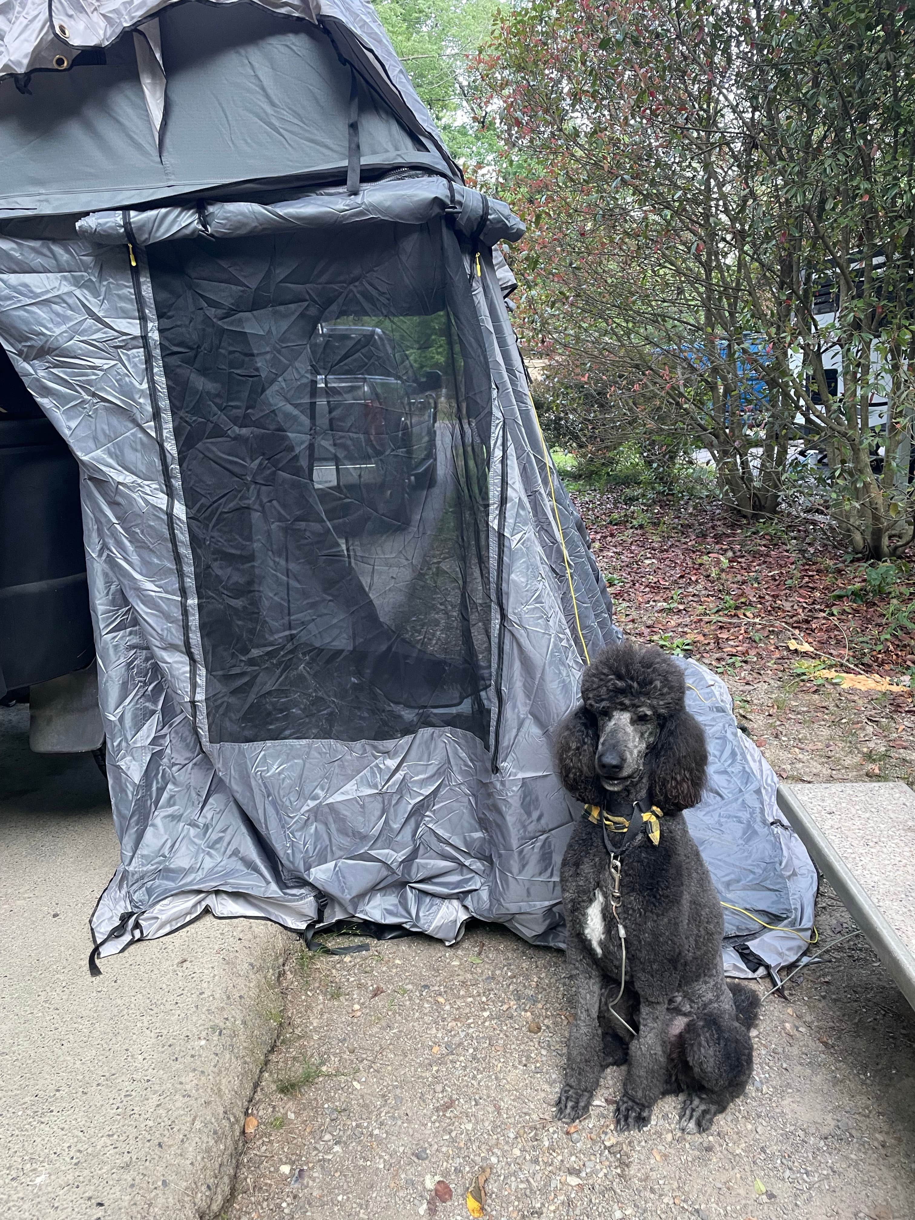 Jerry P.'s photo of camping with pets at Gulpha Gorge Campground — Hot Springs National Park near Malvern, AR