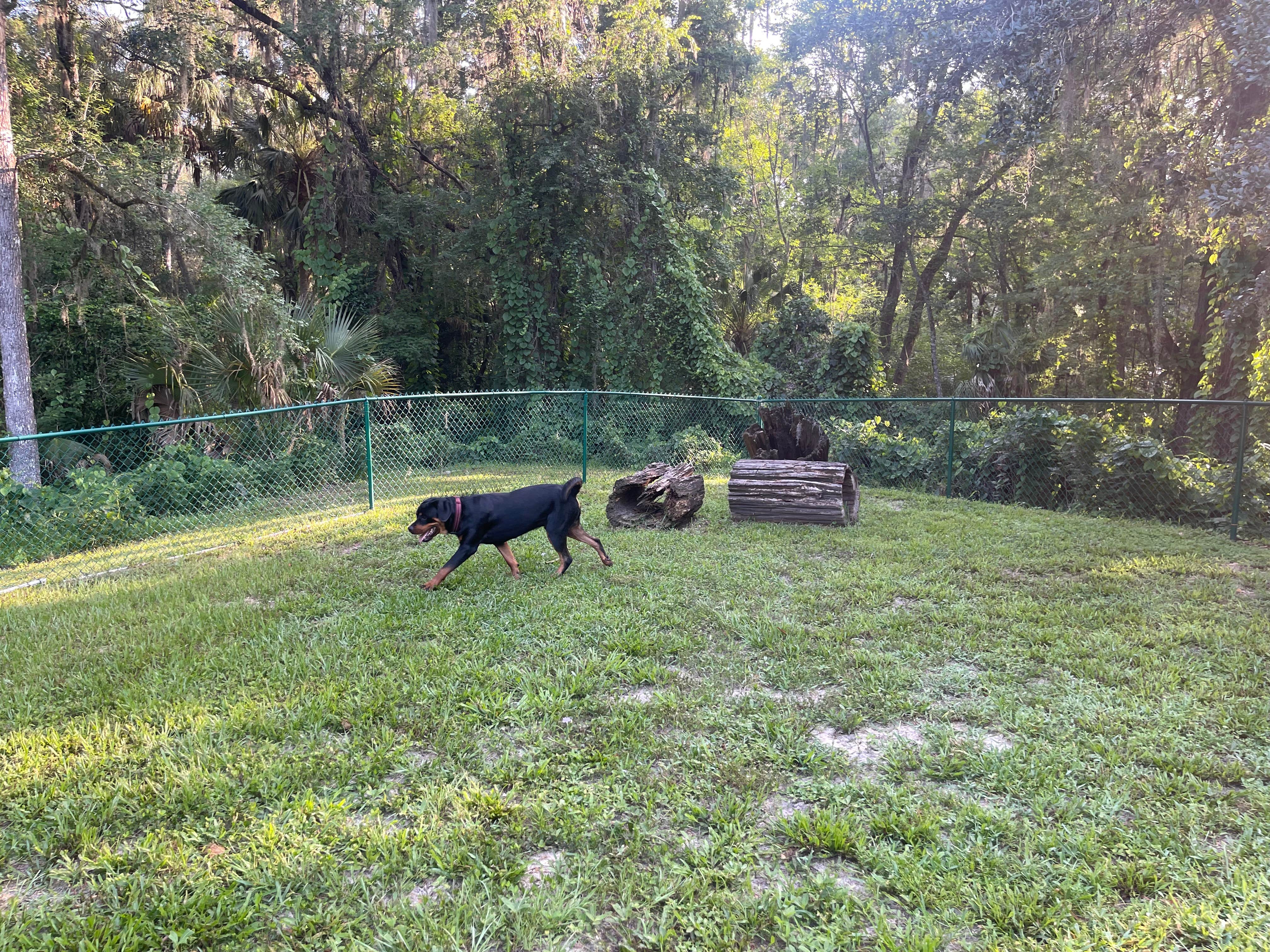 Hannah  L.'s photo of camping with pets at Trails End RV Park near Bushnell, FL