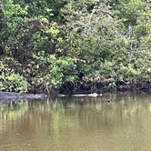 Review photo of Hillsborough River State Park Campground by Hannah  L., July 2, 2023