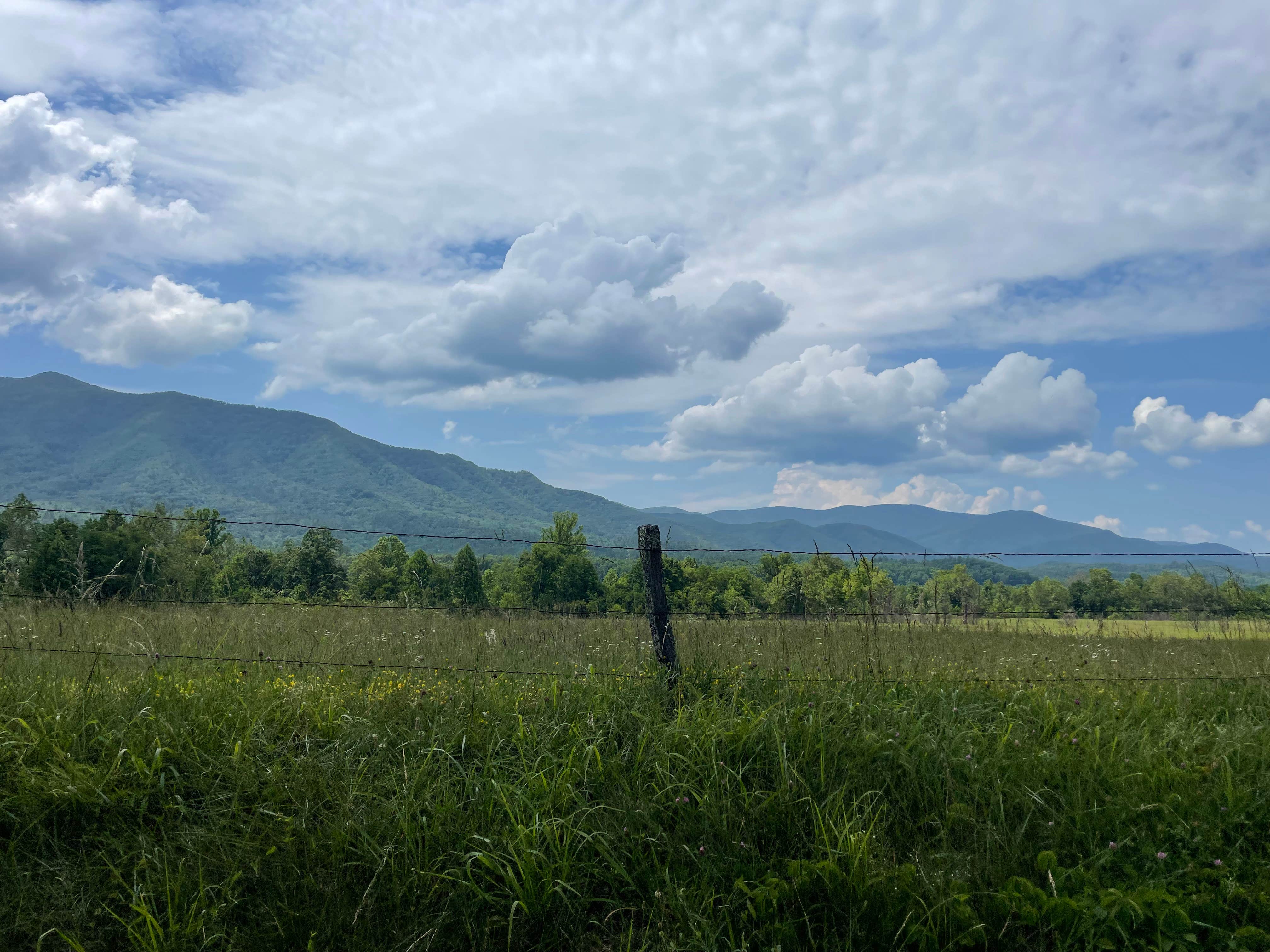 Camper-submitted photo at Look Rock Campground — Great Smoky Mountains National Park near Maryville, TN