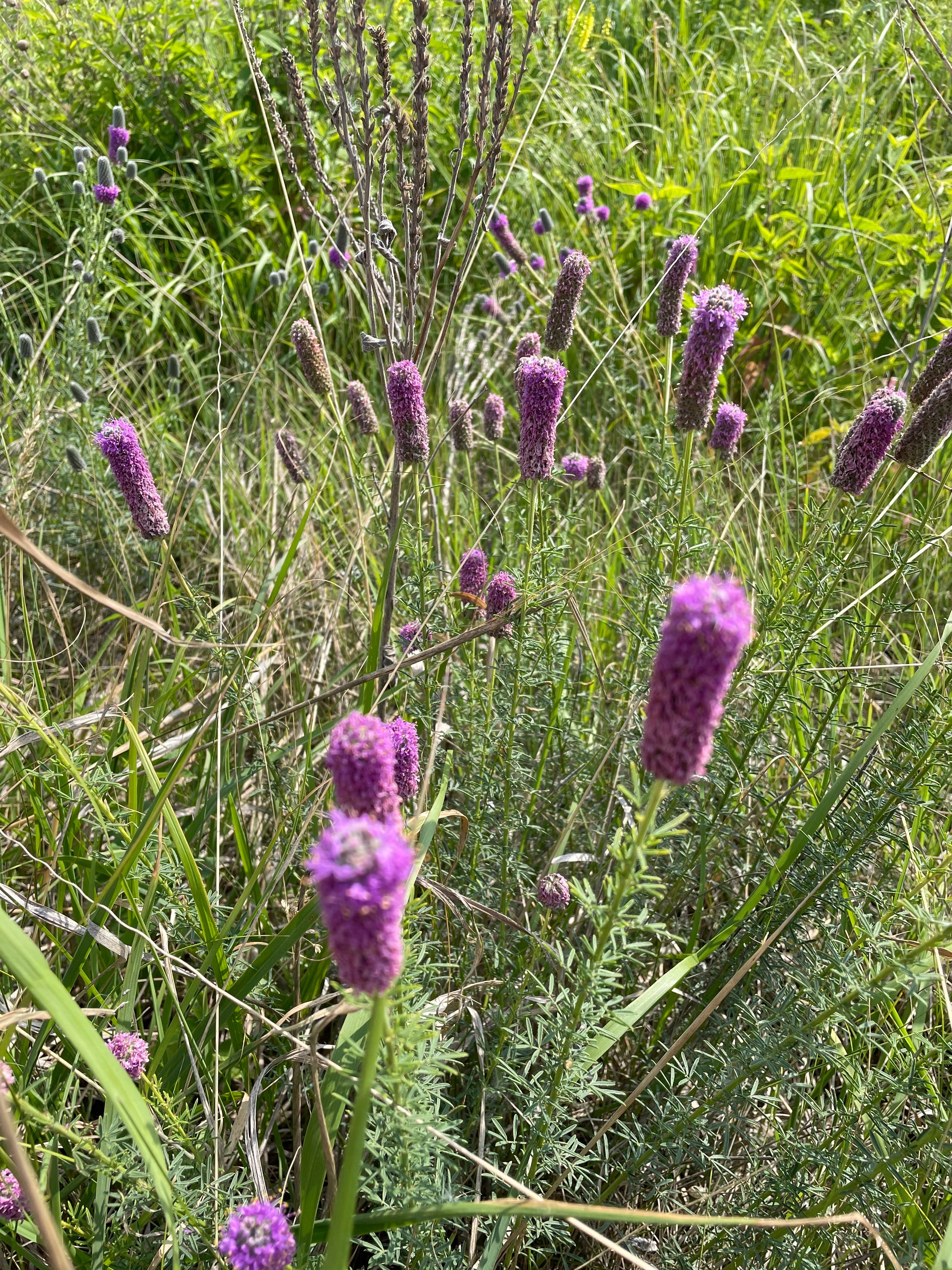 Camper submitted image from Lac qui Parle County Park - 2