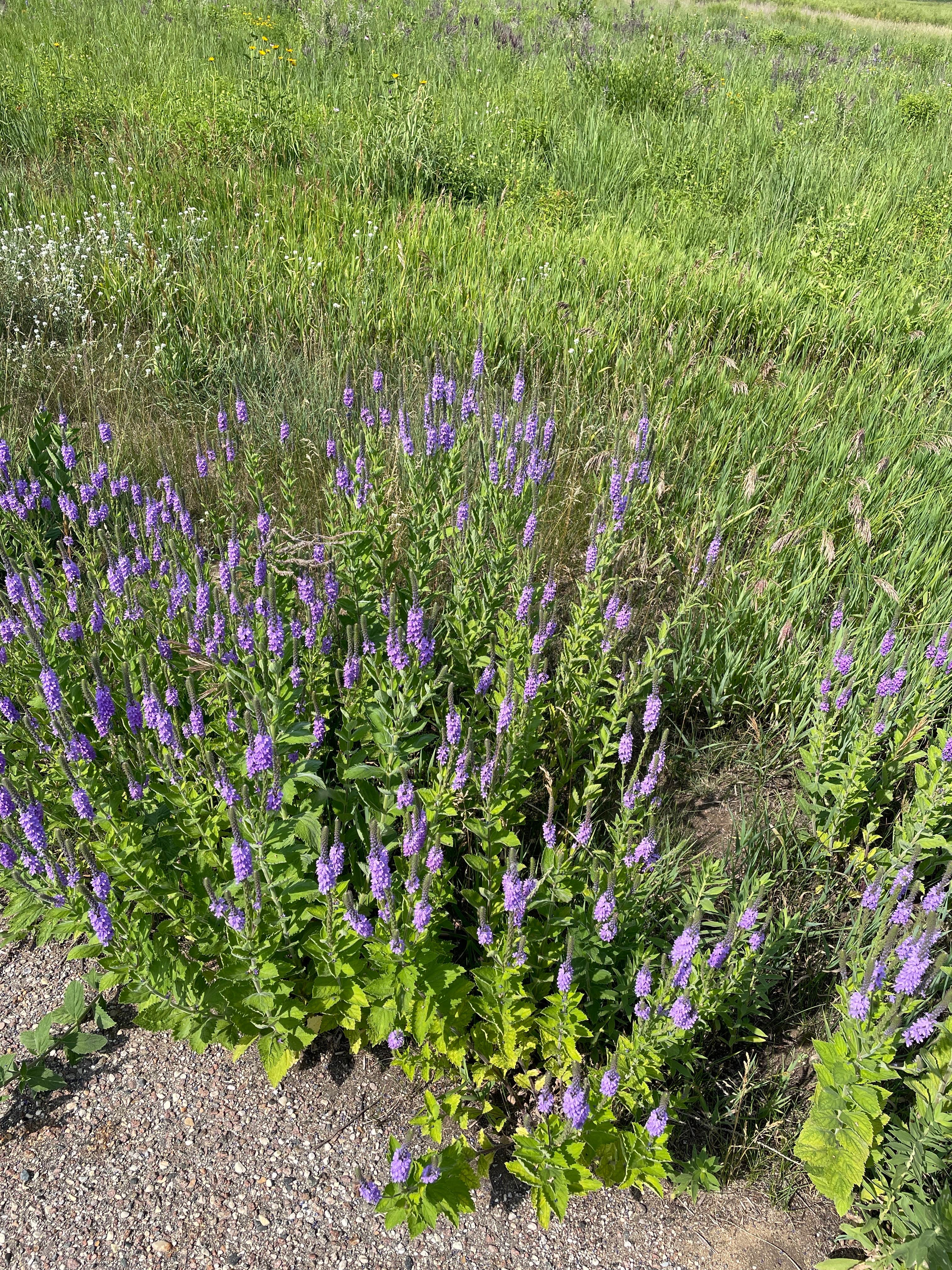 Camper-submitted photo at Lac qui Parle County Park near Corona, SD