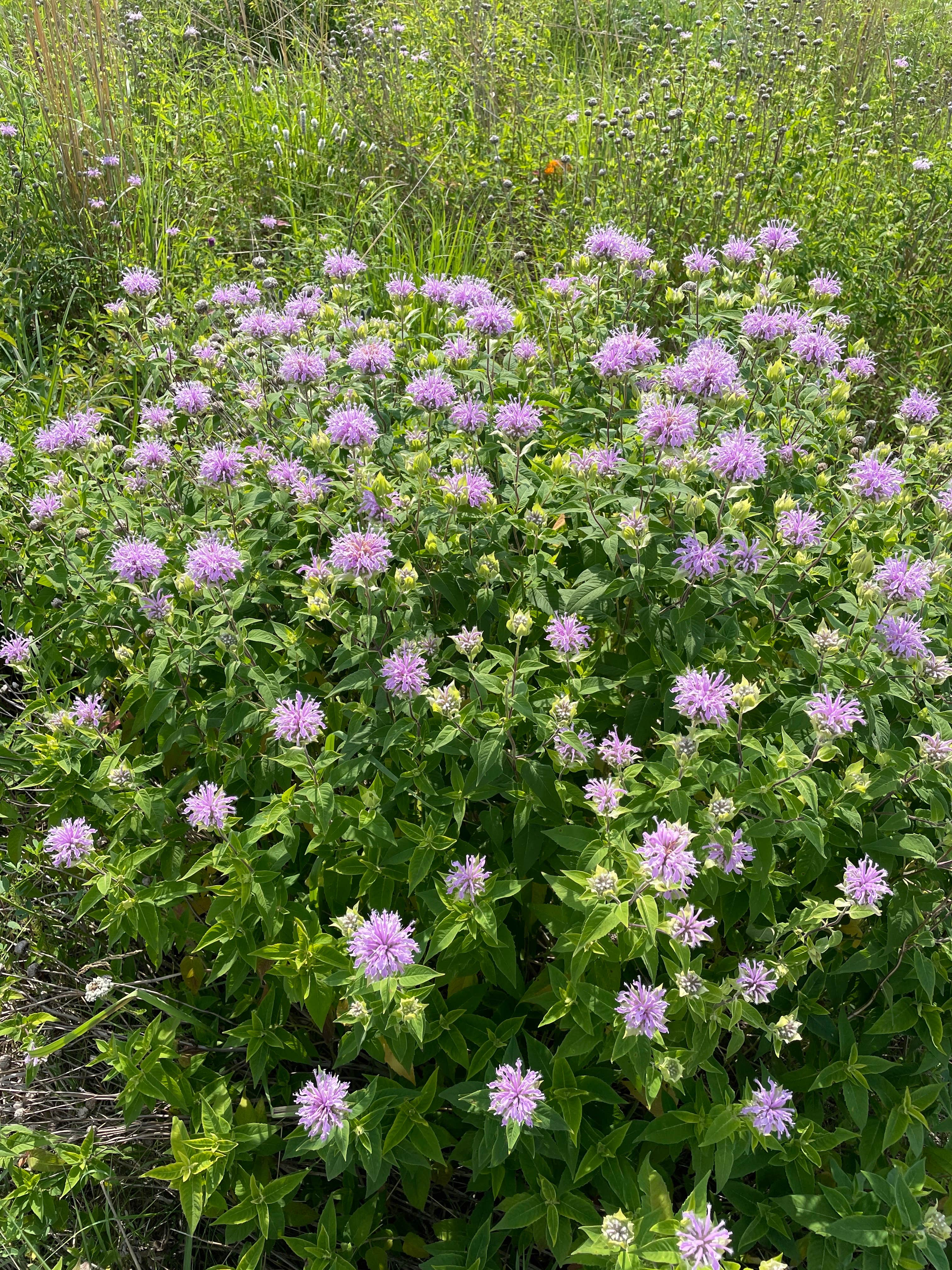 Camper-submitted photo at Lac qui Parle County Park near Corona, SD