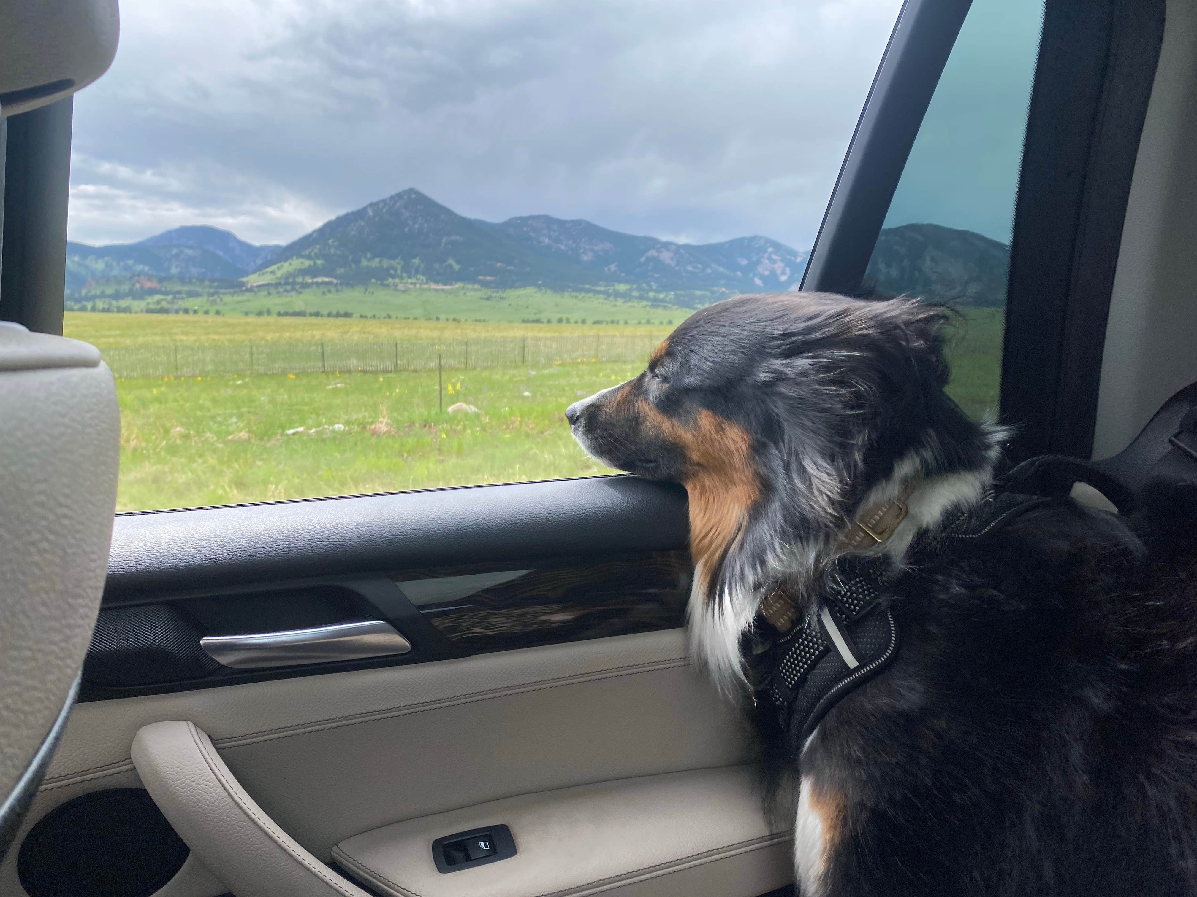Claire B.'s photo of camping with pets at Fall River Reservoir Dispersed Camping Trail near Silver Plume, CO