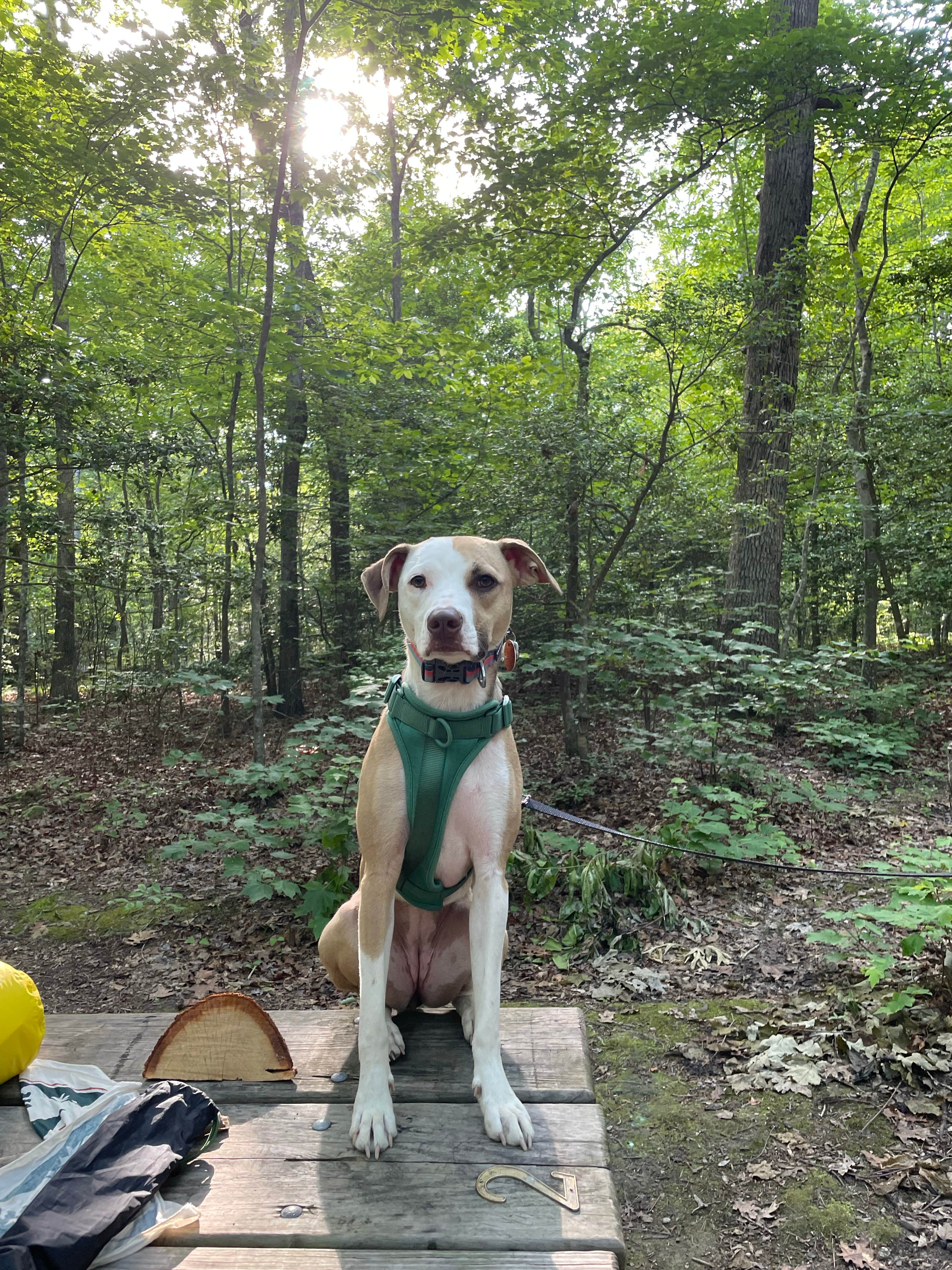Camper-submitted photo at Mooney Gap Trailhead Campsite near Otto, NC