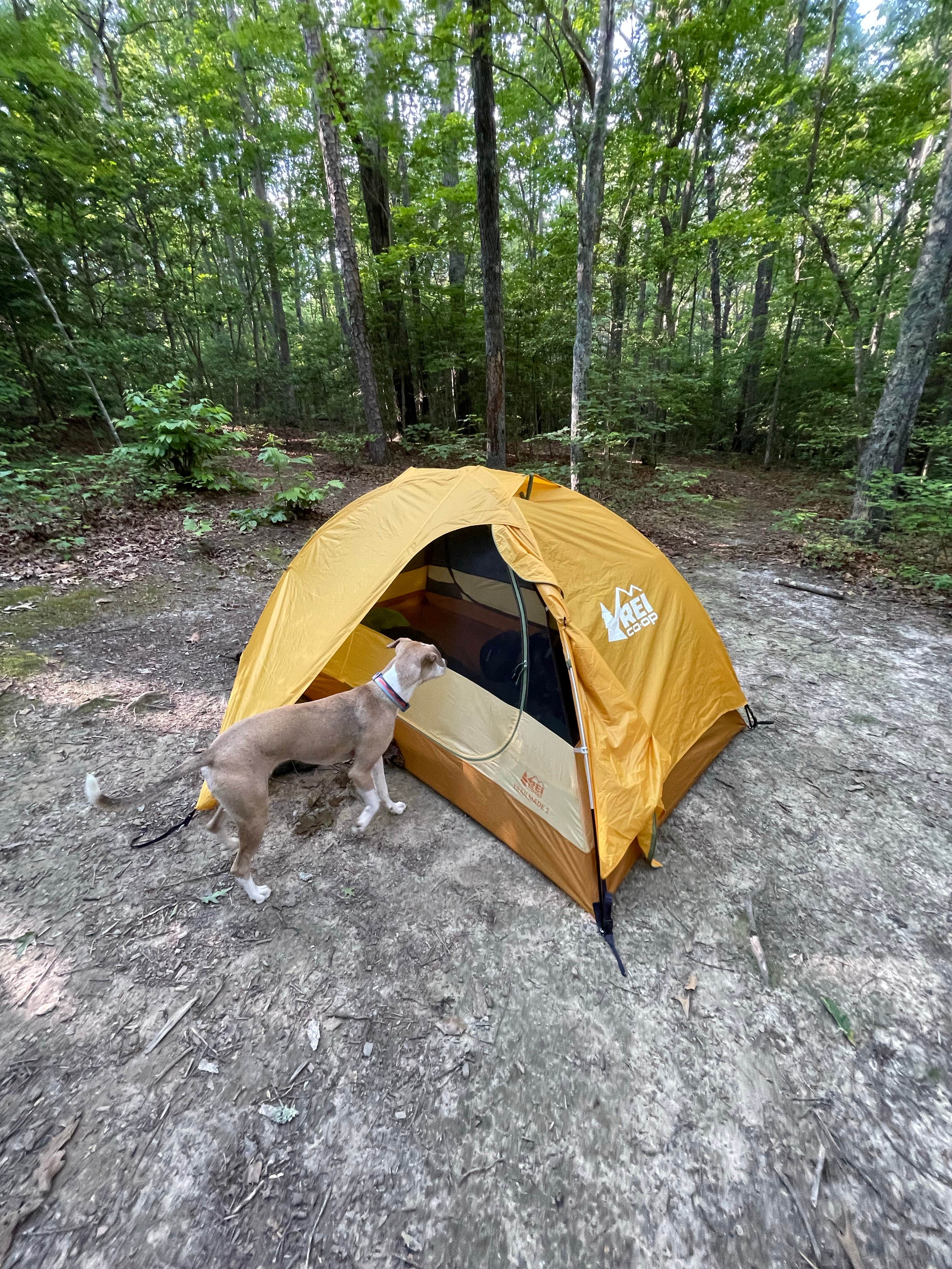 lois !.'s photo at Mooney Gap Trailhead Campsite near Mountain City, GA