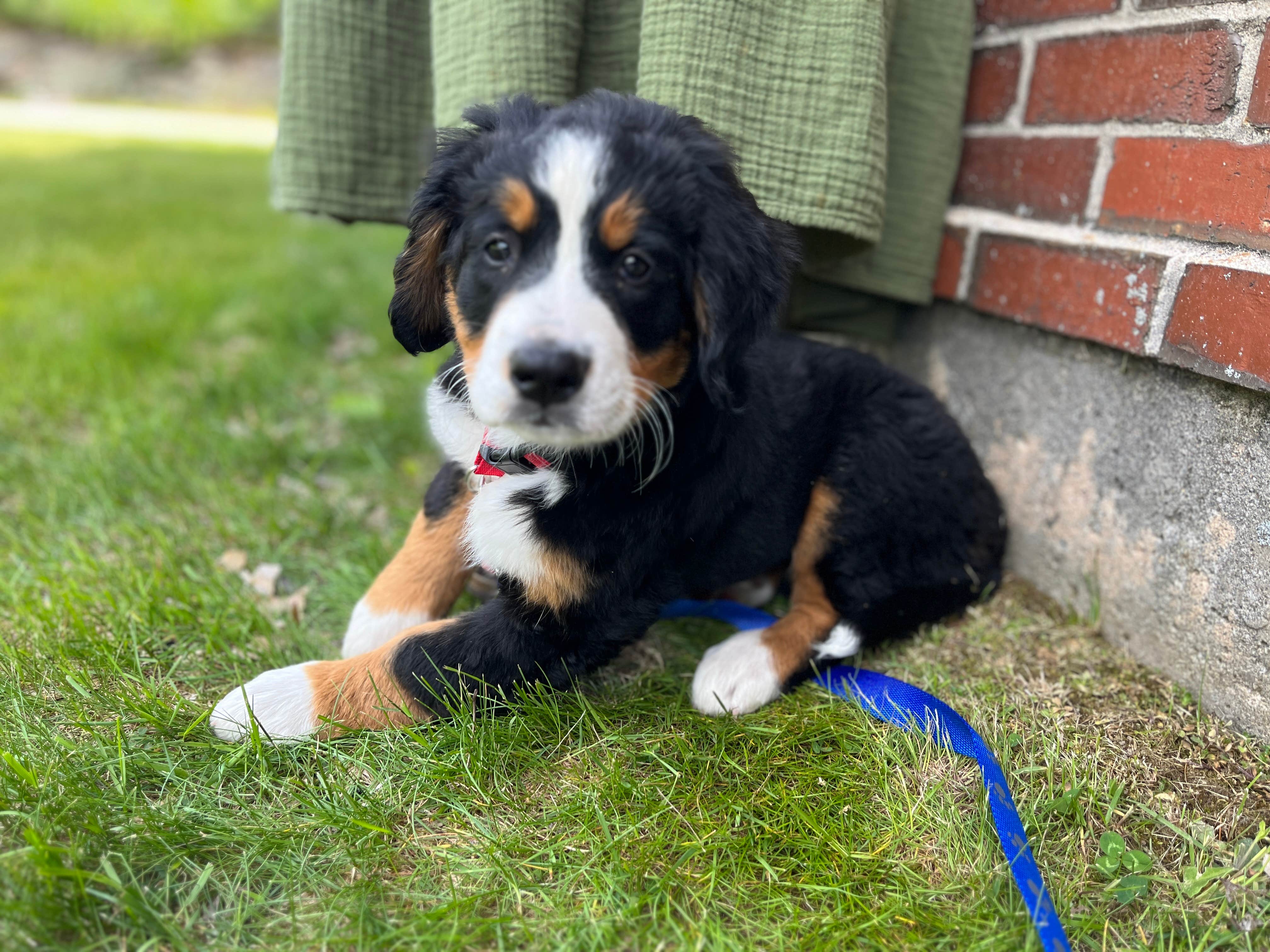The Dyrt's photo of camping with pets at Tentrr Signature Site - Mountain Views and Farm Animals near Gilford, NH