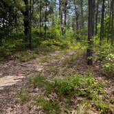 Review photo of Kisatchie National Forest Loran/Claiborne Trailhead Camp by Cheri H., July 4, 2023