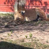 Review photo of Bohemian Freedom Ranch by Debra M., July 4, 2023