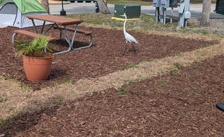 Colin R.'s photo at St. Petersburg-Madeira Beach KOA Holiday near Belleair Bluffs, FL