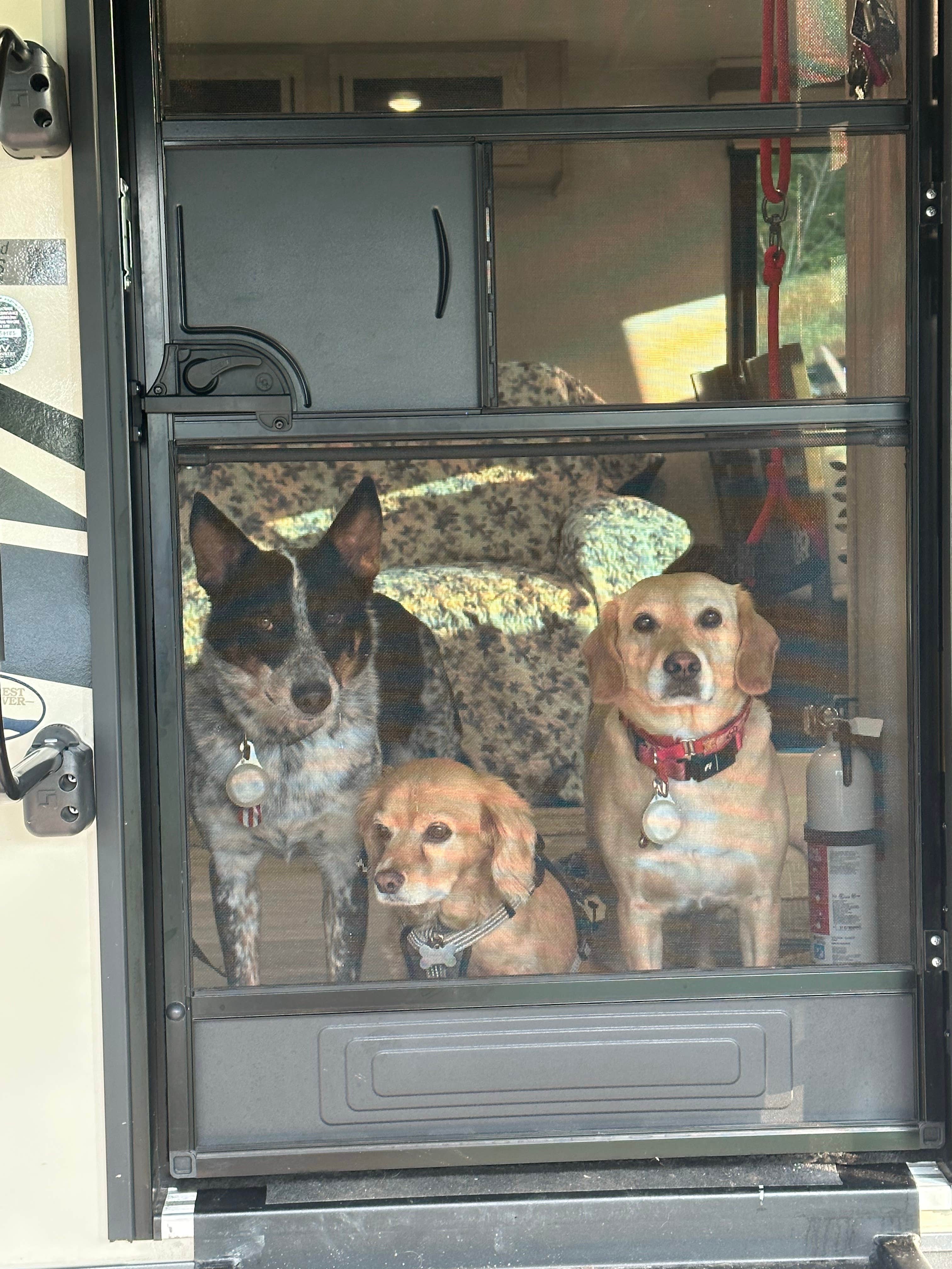 Martin C.'s photo of camping with pets at Lake Guntersville State Park Campground near Baileyton, AL