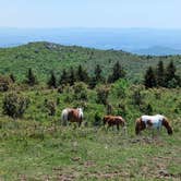 Review photo of Hickory Ridge Campground — Grayson Highlands State Park by Kristi D., July 4, 2023