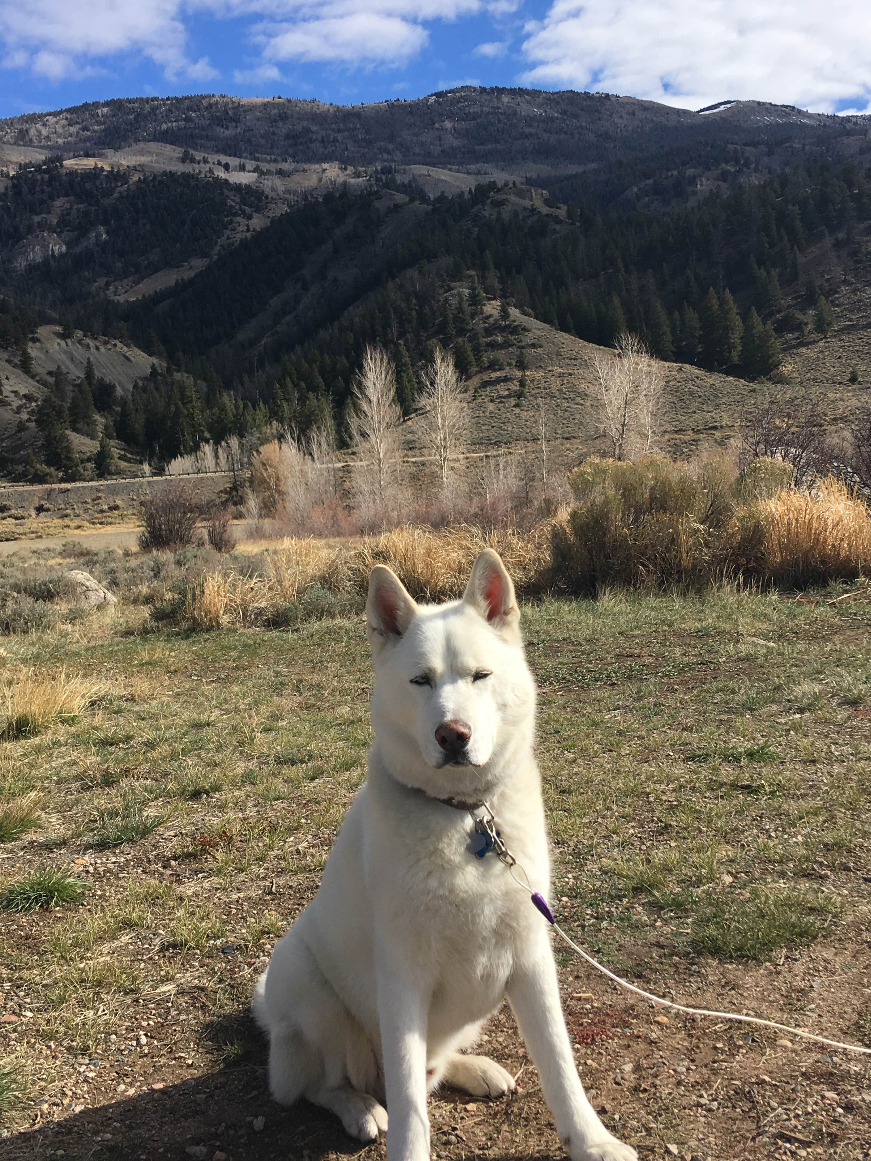 Kristin A.'s photo of camping with pets at McDonald Flats Campground near Vail, CO