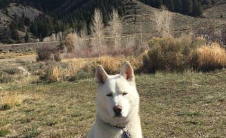 Kristin A.'s photo of camping with pets at McDonald Flats Campground near Vail, CO