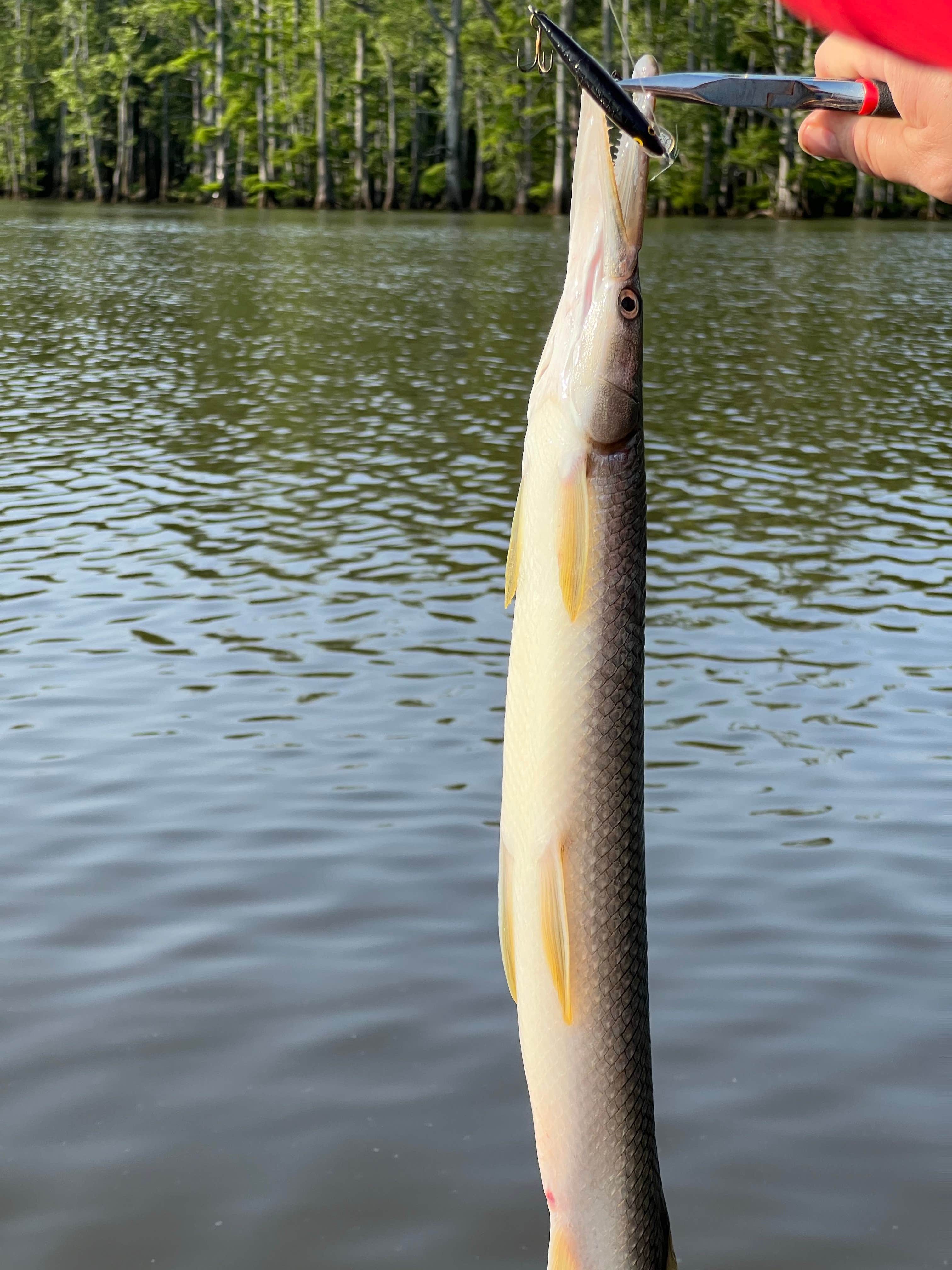 Camper submitted image from Horseshoe Lake Alexander County - 5