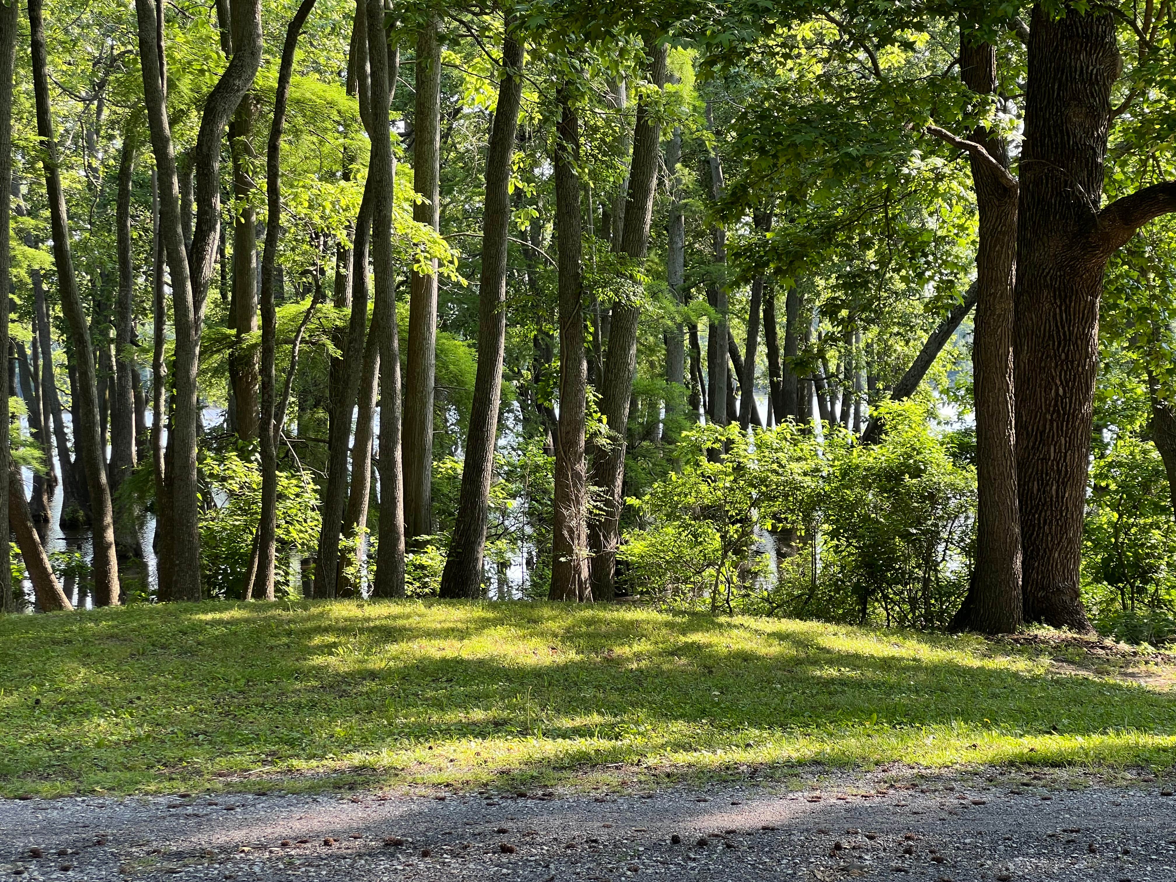 Camper-submitted photo at Horseshoe Lake Alexander County near Cape Girardeau, MO