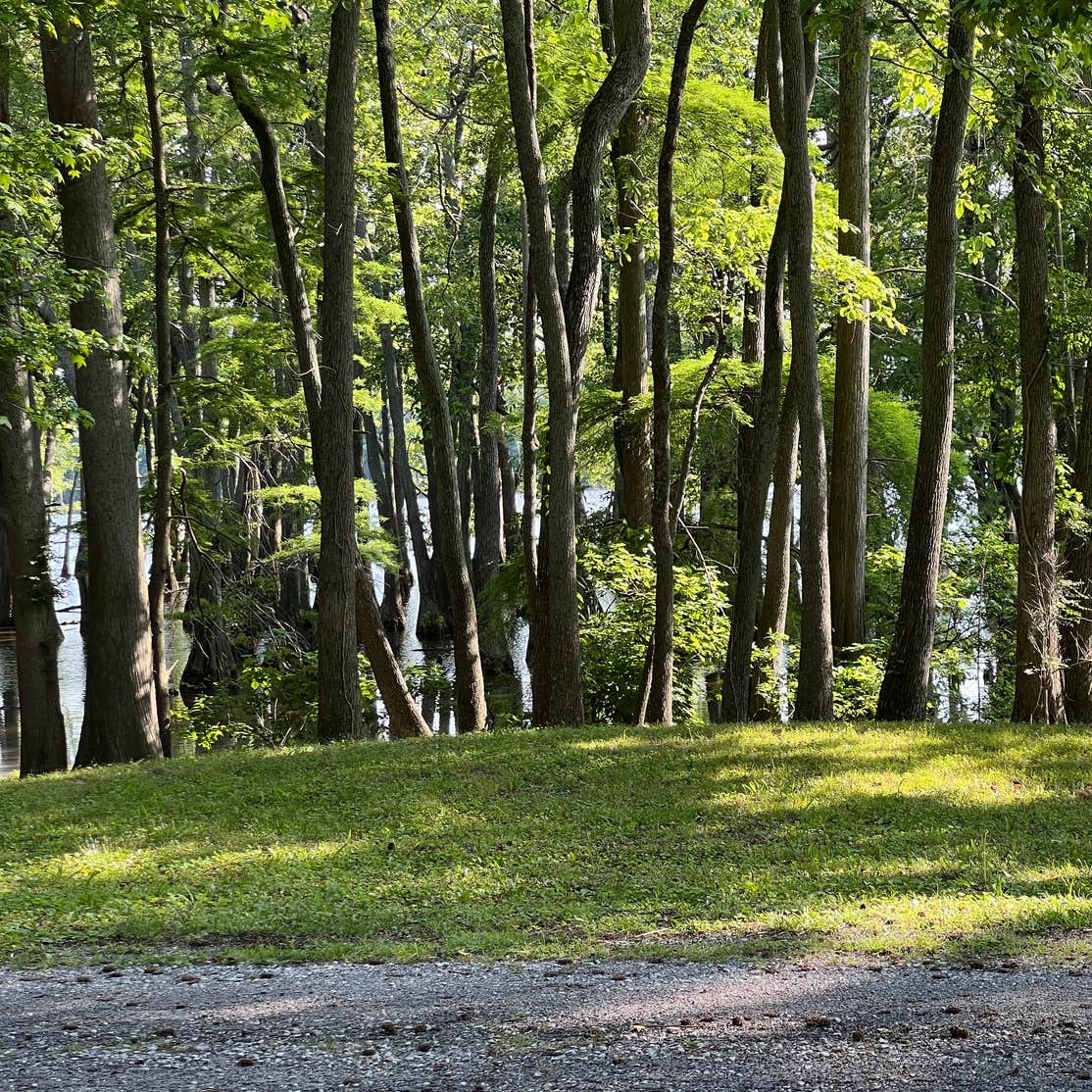 Horseshoe Lake Alexander County Camping Miller City, IL
