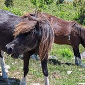 Review photo of Hickory Ridge Campground — Grayson Highlands State Park by Kristi D., July 4, 2023