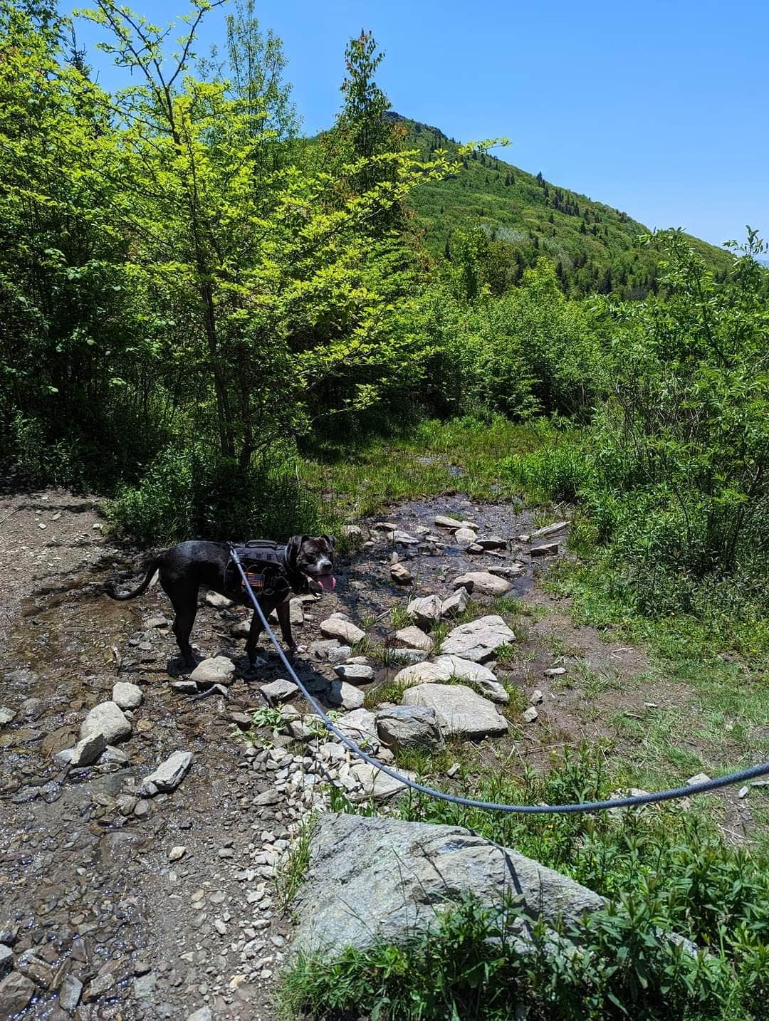 Kristi D.'s photo of camping with pets at Hickory Ridge Campground — Grayson Highlands State Park in Virginia