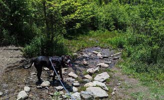 Kristi D.'s photo of camping with pets at Hickory Ridge Campground — Grayson Highlands State Park near Blue Ridge Parkway