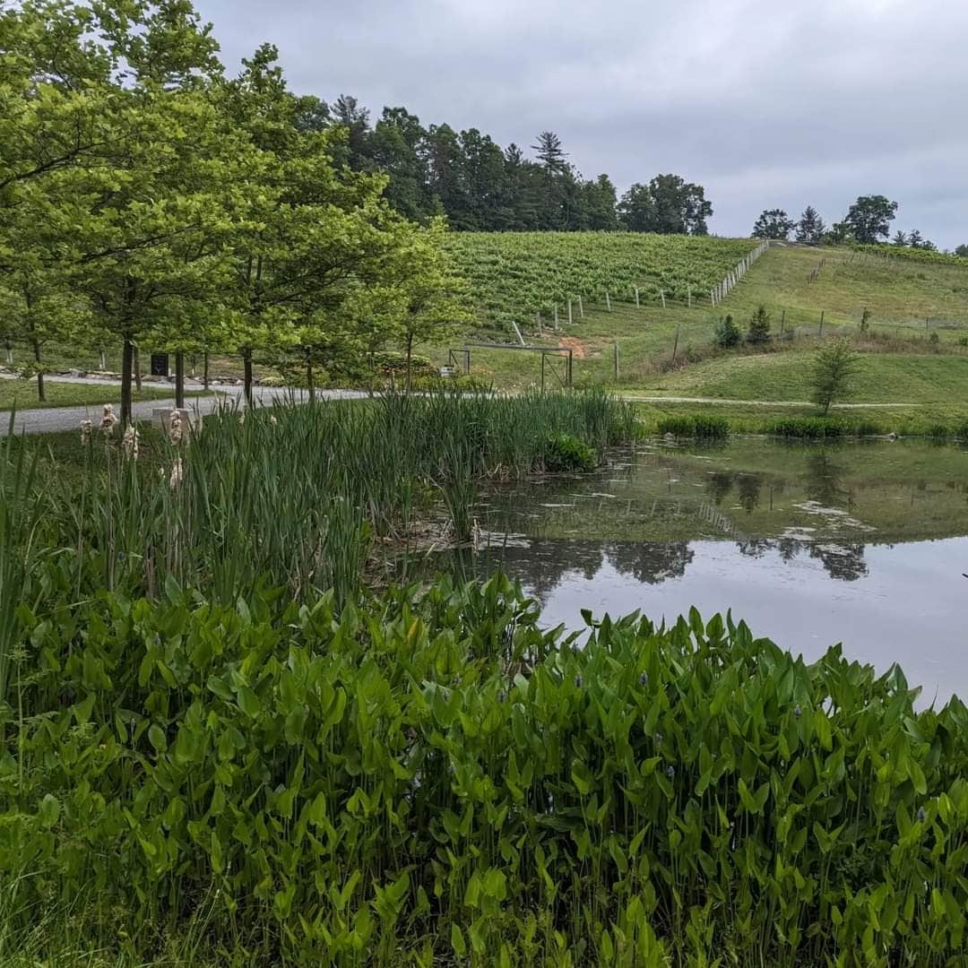 Roaring River Vineyards RV Campground Camping Traphill, NC The Dyrt