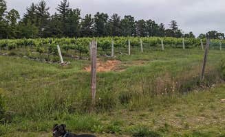 Kristi D.'s photo of camping with pets at Roaring River Vineyards RV Campground near Blue Ridge Parkway