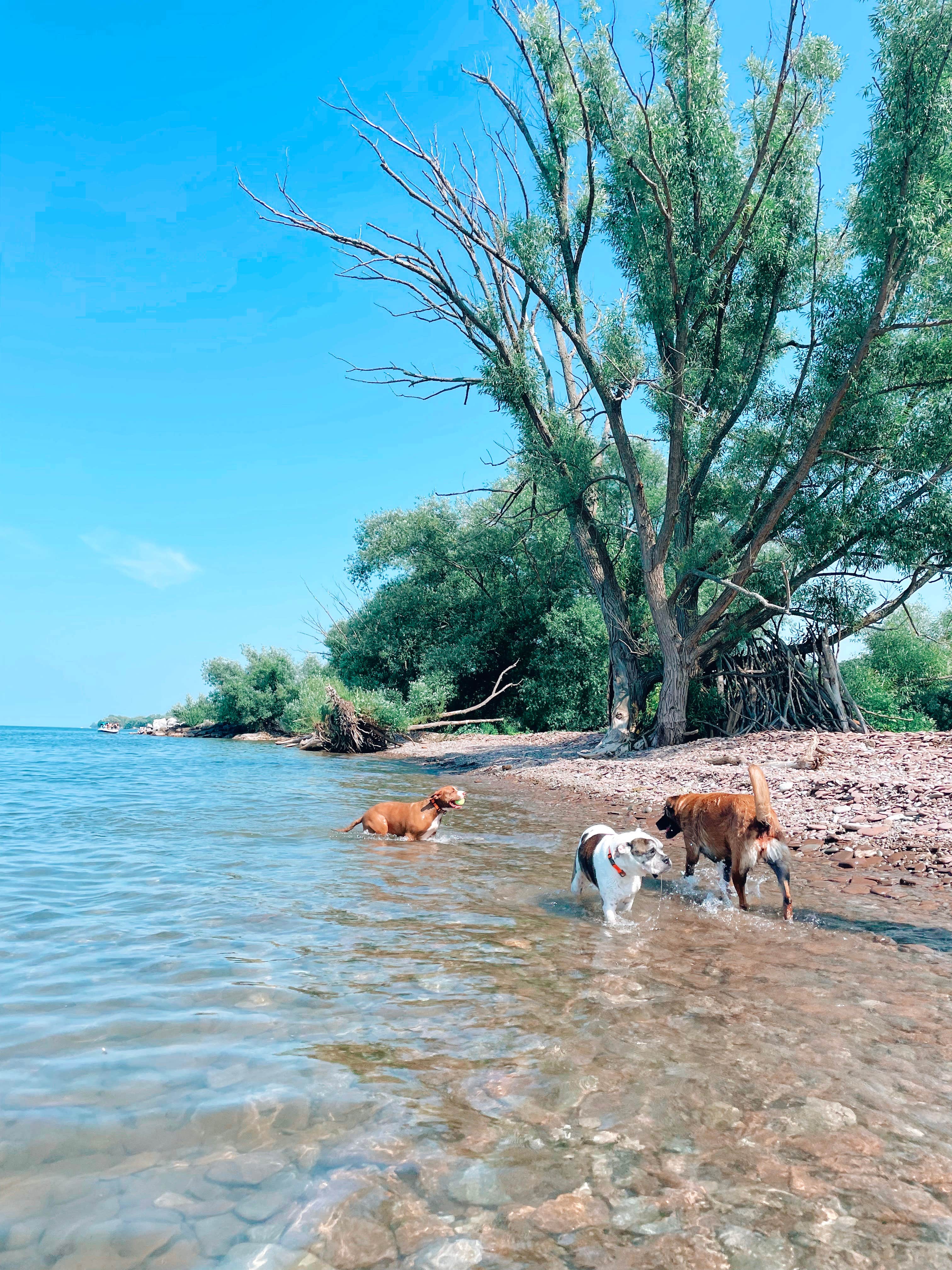 Bella S.'s photo of camping with pets at Golden Hill State Park Campground near Darien Center, NY